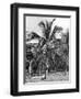 Picking Coconuts, Jamaica, C1905-Adolphe & Son Duperly-Framed Giclee Print