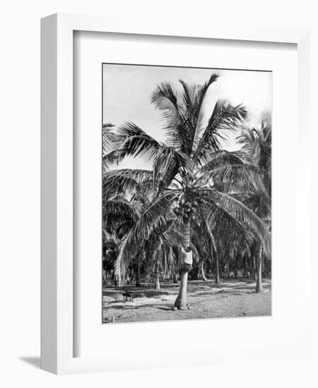 Picking Coconuts, Jamaica, C1905-Adolphe & Son Duperly-Framed Giclee Print