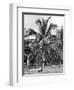 Picking Coconuts, Jamaica, C1905-Adolphe & Son Duperly-Framed Giclee Print