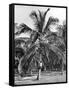 Picking Coconuts, Jamaica, C1905-Adolphe & Son Duperly-Framed Stretched Canvas