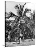 Picking Coconuts, Jamaica, C1905-Adolphe & Son Duperly-Stretched Canvas