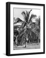 Picking Coconuts, Jamaica, C1905-Adolphe & Son Duperly-Framed Giclee Print