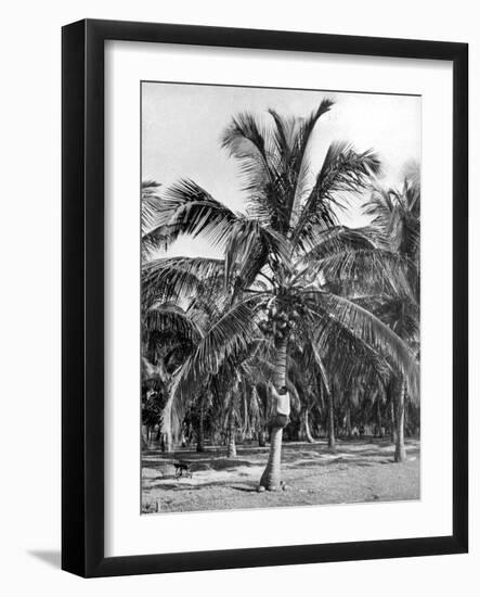 Picking Coconuts, Jamaica, C1905-Adolphe & Son Duperly-Framed Giclee Print