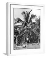 Picking Coconuts, Jamaica, C1905-Adolphe & Son Duperly-Framed Giclee Print