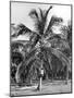 Picking Coconuts, Jamaica, C1905-Adolphe & Son Duperly-Mounted Giclee Print