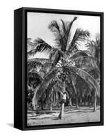 Picking Coconuts, Jamaica, C1905-Adolphe & Son Duperly-Framed Stretched Canvas