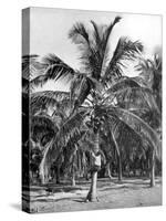 Picking Coconuts, Jamaica, C1905-Adolphe & Son Duperly-Stretched Canvas