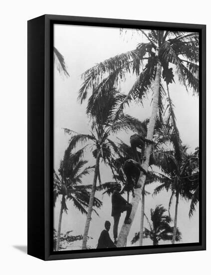 Picking Coconuts-null-Framed Stretched Canvas