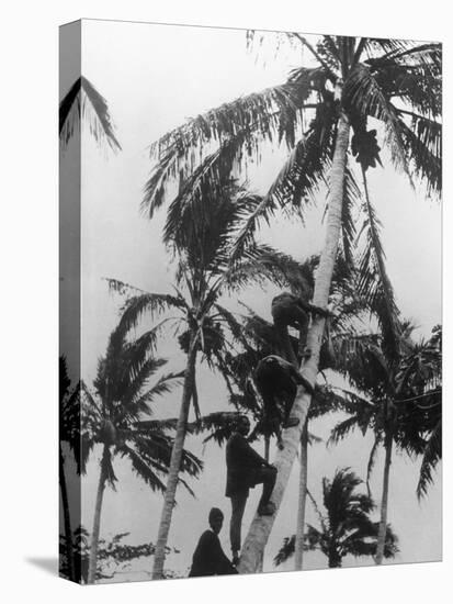 Picking Coconuts-null-Stretched Canvas