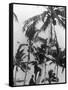 Picking Coconuts-null-Framed Stretched Canvas