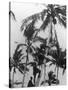 Picking Coconuts-null-Stretched Canvas