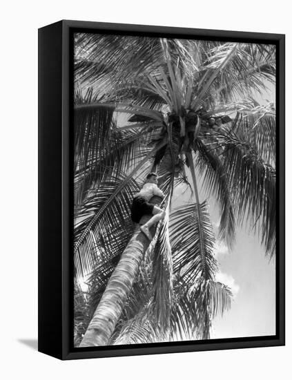 Picking Coconuts-null-Framed Stretched Canvas