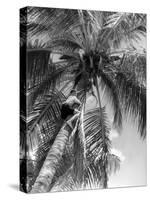 Picking Coconuts-null-Stretched Canvas