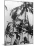 Picking Coconuts-null-Mounted Photographic Print