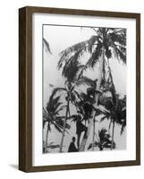 Picking Coconuts-null-Framed Photographic Print