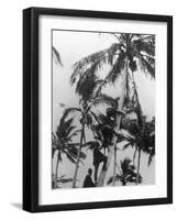 Picking Coconuts-null-Framed Photographic Print