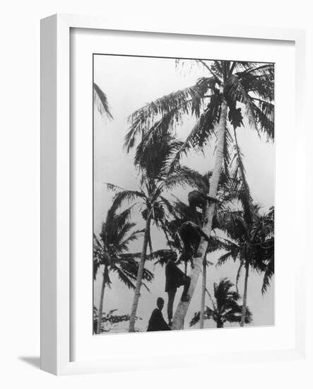 Picking Coconuts-null-Framed Photographic Print