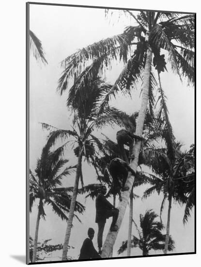 Picking Coconuts-null-Mounted Photographic Print
