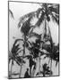 Picking Coconuts-null-Mounted Photographic Print