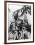 Picking Coconuts-null-Framed Photographic Print