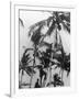 Picking Coconuts-null-Framed Photographic Print