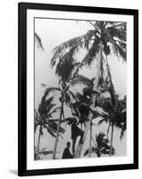 Picking Coconuts-null-Framed Photographic Print