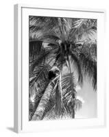 Picking Coconuts-null-Framed Photographic Print