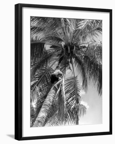 Picking Coconuts-null-Framed Photographic Print