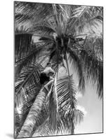 Picking Coconuts-null-Mounted Photographic Print
