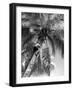 Picking Coconuts-null-Framed Photographic Print