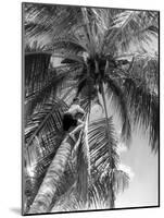 Picking Coconuts-null-Mounted Photographic Print