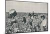 'Picking Cotton', 1916-Underwood & Underwood-Mounted Photographic Print