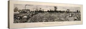 Picking Cotton in GA 1915-Mindy Sommers-Stretched Canvas