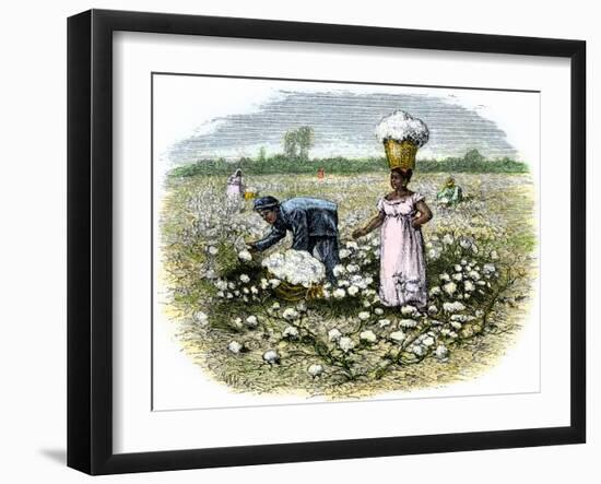 Picking Cotton on a Plantation in the Deep South, c.1800-null-Framed Giclee Print