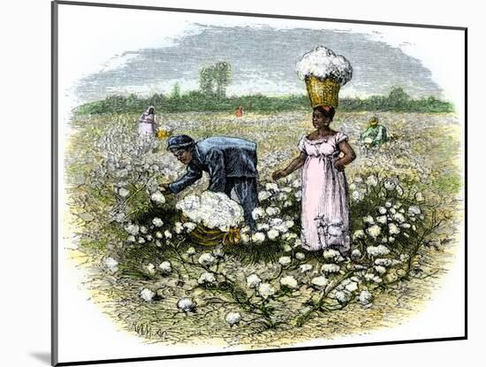 Picking Cotton on a Plantation in the Deep South, c.1800-null-Mounted Giclee Print