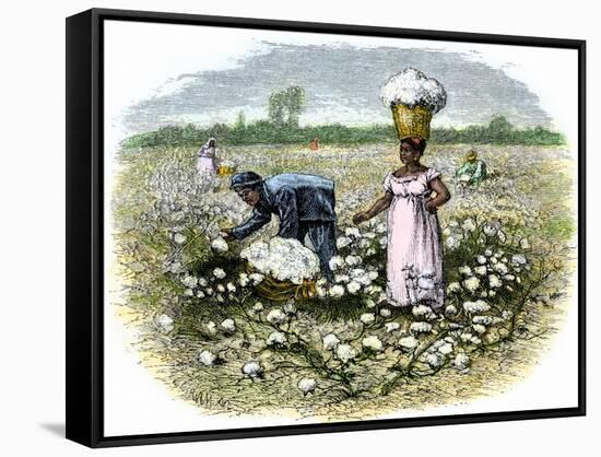 Picking Cotton on a Plantation in the Deep South, c.1800-null-Framed Stretched Canvas