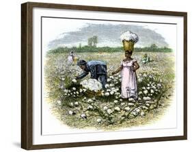 Picking Cotton on a Plantation in the Deep South, c.1800-null-Framed Giclee Print