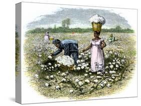 Picking Cotton on a Plantation in the Deep South, c.1800-null-Stretched Canvas