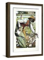 Picking Cotton, USA, Postcard, C1900-null-Framed Giclee Print