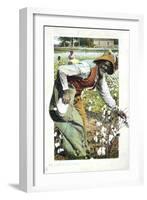 Picking Cotton, USA, Postcard, C1900-null-Framed Giclee Print