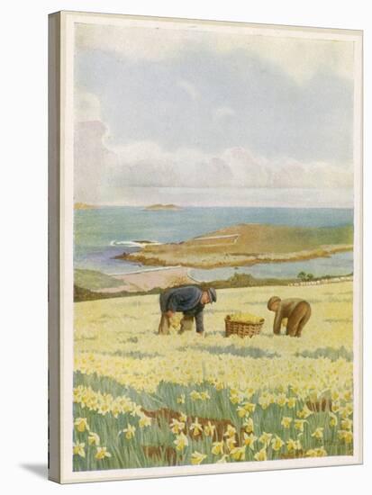 Picking Daffodils for the Market St. Mary's Scilly Isles-Jessie Mothersole-Stretched Canvas