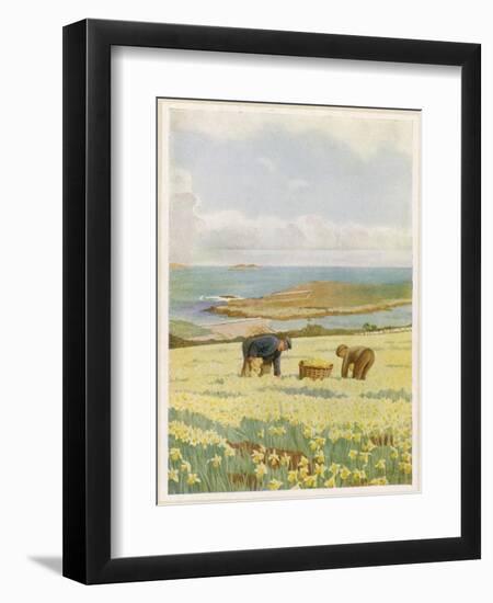 Picking Daffodils for the Market St. Mary's Scilly Isles-Jessie Mothersole-Framed Art Print