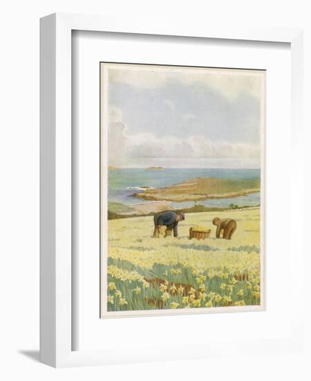 Picking Daffodils for the Market St. Mary's Scilly Isles-Jessie Mothersole-Framed Art Print