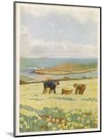 Picking Daffodils for the Market St. Mary's Scilly Isles-Jessie Mothersole-Mounted Art Print