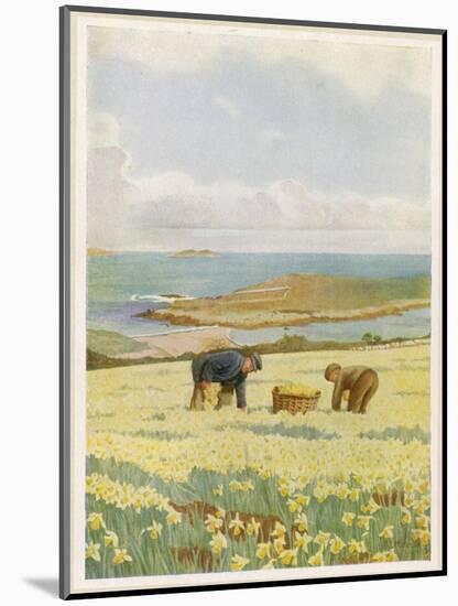 Picking Daffodils for the Market St. Mary's Scilly Isles-Jessie Mothersole-Mounted Art Print