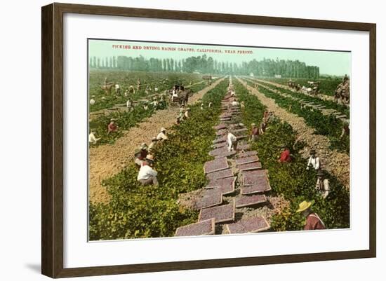 Picking, Drying Raisin Grapes, Fresno, California-null-Framed Art Print