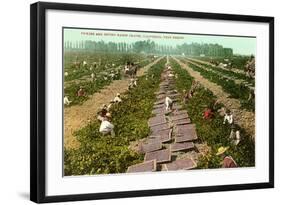 Picking, Drying Raisin Grapes, Fresno, California-null-Framed Art Print