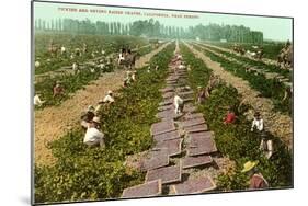 Picking, Drying Raisin Grapes, Fresno, California-null-Mounted Art Print