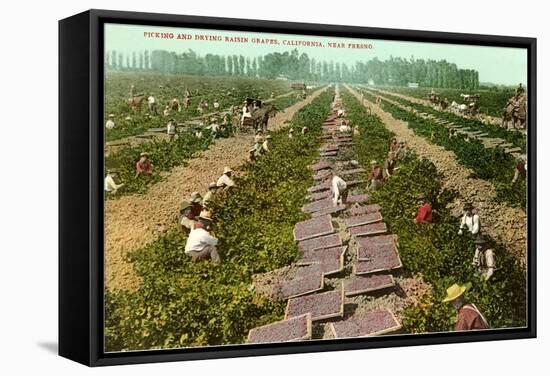 Picking, Drying Raisin Grapes, Fresno, California-null-Framed Stretched Canvas
