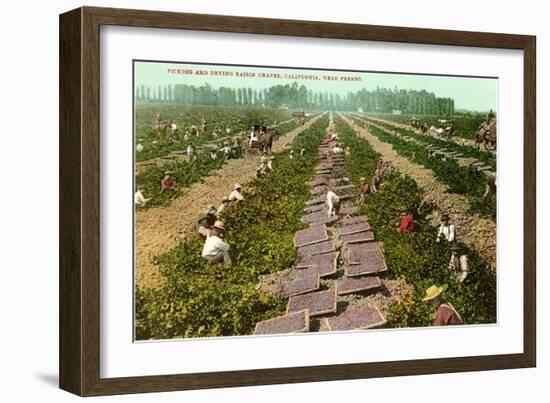 Picking, Drying Raisin Grapes, Fresno, California-null-Framed Art Print